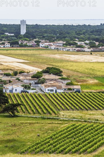 Fields ang Grape plantations from a drone, Saint-Clement-des-Baleines, Atlantic, France