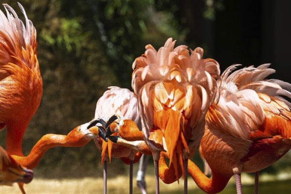 American flamingo, Phoenicopterus ruber, group of birds