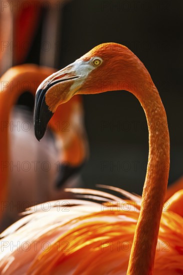 American flamingo, Phoenicopterus ruber, group of birds