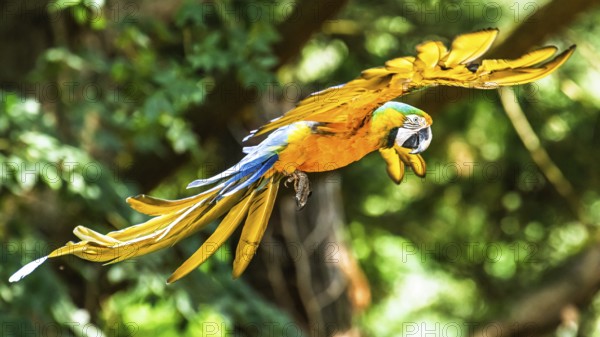 Blue-and-yellow macaw, Ara ararauna, bird in flight