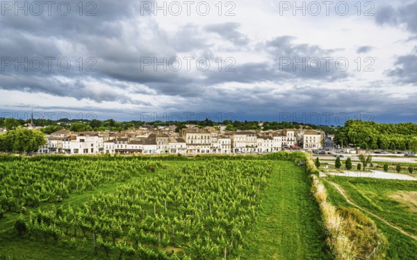 Grape field in Blaye, Blaye, Gironde Estuary, France