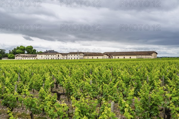 Vineyard of Chateau d'Armailhac Vineyard and grape fields around Pauillac and Gironde Estuary, Bordeaux, Gironde, Nouvelle-Aquitaine, France