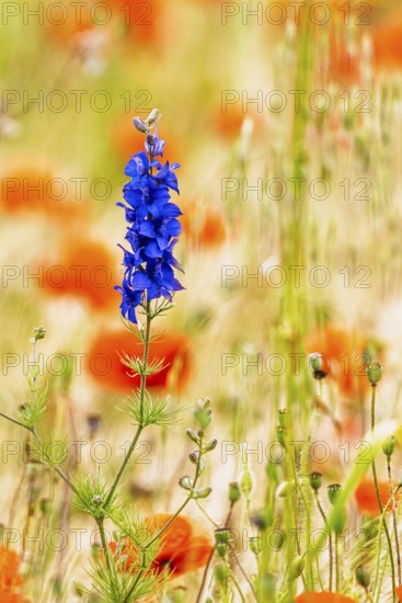 Flower wild meadow