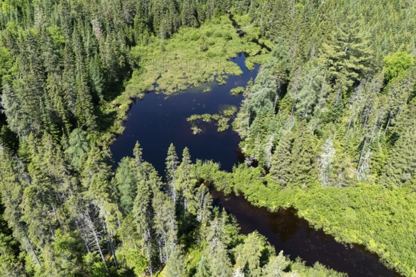 Wetland, Boreal forest, Mastigouche wildlife reserve, Region of La Mauricie, Province of Quebec, Canada