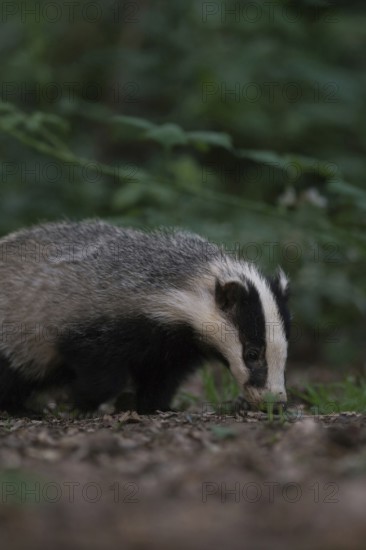 With its nose to the ground... European badger (Meles meles) foraging along a hedge in the twilight of late evening, native nature, Lower Rhine, Rhineland, North Rhine-Westphalia, Germany, Western Europe