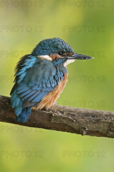 In early summer... Kingfisher (Alcedo atthis), freshly fledged young bird, still shy, waiting, must now become independent, native nature, Lower Rhine, Rhineland, North Rhine-Westphalia, Germany, Western Europe