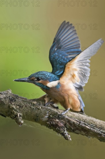 Impatiently begging... Kingfisher (Alcedo atthis), just fledged young bird begs insistently for food, flaps its wings, wants to be fed, young kingfishers have to become independent very quickly, as adult birds breed several times, Lower Rhine, Rhineland, North Rhine-Westphalia, Germany, Western Europe