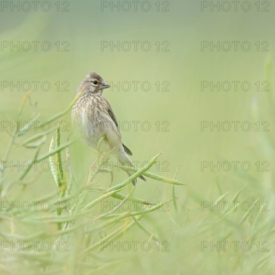 In ripe oilseed rape... Common linnet (Carduelis cannabina), female in soft light between rapeseed pods, native nature, Sauerland, North Rhine-Westphalia, Germany, Western Europe