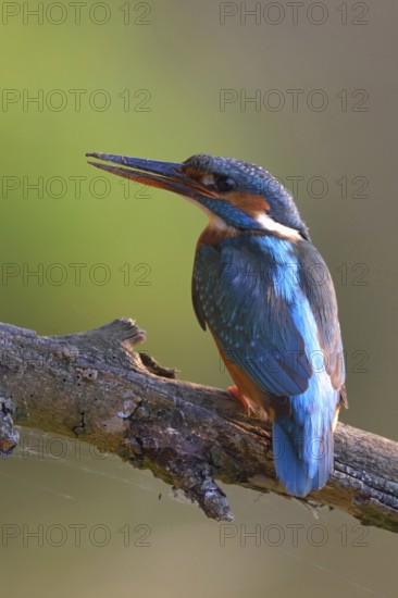 After the work is done... Kingfisher (Alcedo atthis), female sits with dirty beak on a branch, resting, looking for food after digging her nesting hole, native nature, Lower Rhine, Rhineland, North Rhine-Westphalia, Germany, Western Europe