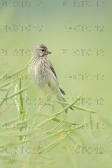 In ripe oilseed rape... Common linnet (Carduelis cannabina), female in soft light between rapeseed pods, native nature, Sauerland, North Rhine-Westphalia, Germany, Western Europe