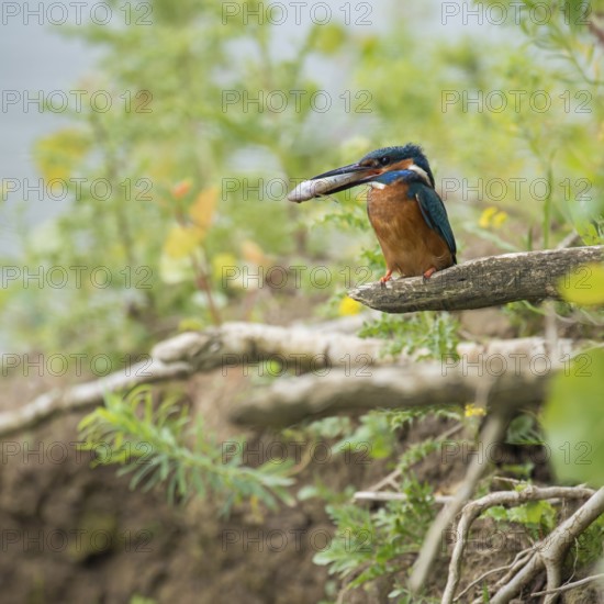 In the habitat... Kingfisher (Alcedo atthis), adult bird sitting with fish in its beak in natural surroundings on the bank wall, embankment of a watercourse, native nature, Lower Rhine, Rhineland, North Rhine-Westphalia, Germany, Western Europe