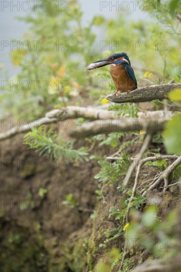 In the habitat... Kingfisher (Alcedo atthis), adult bird sitting with fish in its beak in natural surroundings on the bank wall, embankment of a watercourse, native nature, Lower Rhine, Rhineland, North Rhine-Westphalia, Germany, Western Europe