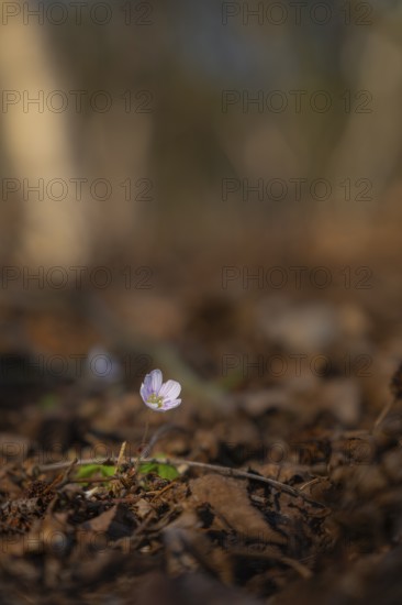 Nature photograph of wood sorrel (Oxalis acetosella) in spring, nature photo, flora, plant, flower, Klein Varlingen, Wendenborstel, Steimbke, district of Nienburg Weser