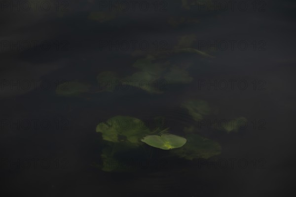 Nature photograph of a leaf of a water lily (Nymphaea) just below the water surface, nature photo, flora, plant, Steinhuder Meer, Mardorf, Neustadt am RÃ¼benberge, Hanover Region, Lower Saxony, Germany