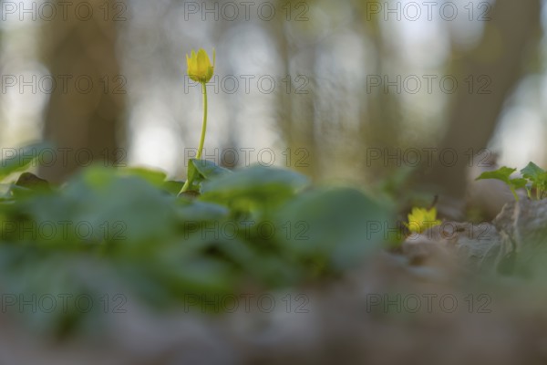 Nature photograph of lesser celandine (Ficaria verna) in spring, nature photo, flora, plant, flower, Schwarmstedt, Heidekreis, Lower Saxony, Germany