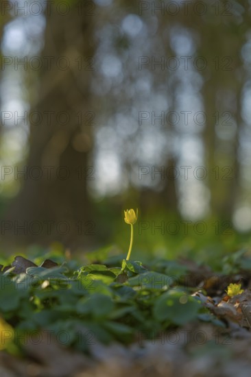 Nature photograph of lesser celandine (Ficaria verna) in spring, nature photo, flora, plant, flower, Schwarmstedt, Heidekreis, Lower Saxony, Germany