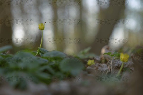 Nature photograph of lesser celandine (Ficaria verna) with an insect sitting on it in spring, nature photo, flora, plant, flower, Schwarmstedt, Heidekreis, Lower Saxony, Germany