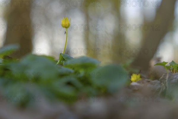Nature photograph of lesser celandine (Ficaria verna) with an insect sitting on the stem in spring, nature photo, flora, plant, flower, Schwarmstedt, Heidekreis, Lower Saxony, Germany