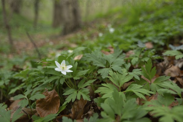 Nature photograph of wood anemone (Anemone nemorosa) in spring, nature photo, flora, plant, flower, Bad Nenndorf, district Schaumburg, Lower Saxony, Germany