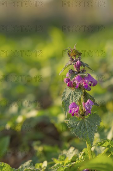 Nature photograph of the Spotted deadnettle (Lamium maculatum) in spring, nature photo, flora, plant, flower, Schwarmstedt, Heidekreis, Lower Saxony, Germany