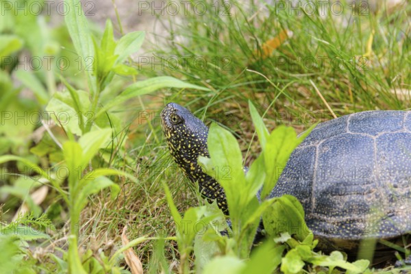 A European pond turtle (Emys orbicularis), makes its way through the green meadow next to the pond