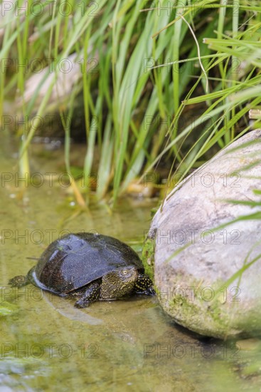 A European pond turtle (Emys orbicularis) rests in shallow water next a stone lying in the pond, surrounded by green riparian vegetation