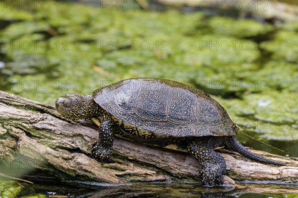 A European pond turtle (Emys orbicularis), rests on a log lying in a pond