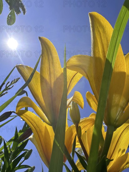 Yellow lily (Lilium cultorum) in front of a blue sky, photographed from a frog's perspective