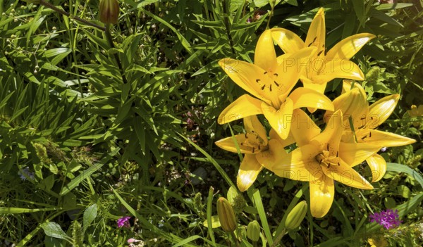 Yellow lily (Lilium cultorum)