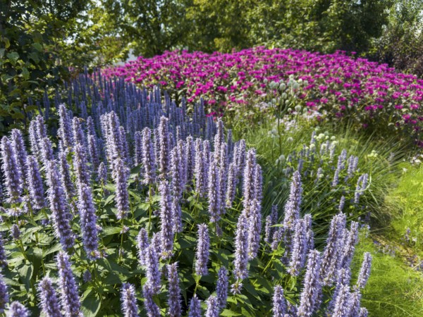 Scented nettle, aniseed-scented nettle, aniseed hyssop, aniseed giant hyssop (Agastache foeniculum) at the front, golden balm, Indian nettle, scarlet monard (Monarda didyma) at the back