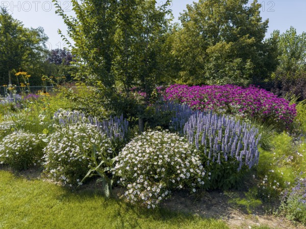 Scented nettle, aniseed-scented nettle, aniseed hyssop, aniseed giant hyssop (Agastache foeniculum) and smooth-leaved aster, Symphyotrichum novi-belgii, golden balm, Indian nettle, scarlet monard (Monarda didyma) at the front, and at the back