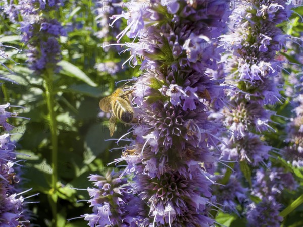 Honey bee (Apis) sitting on scented nettle, aniseed scented nettle, aniseed hyssop, aniseed giant hyssop (Agastache foeniculum)