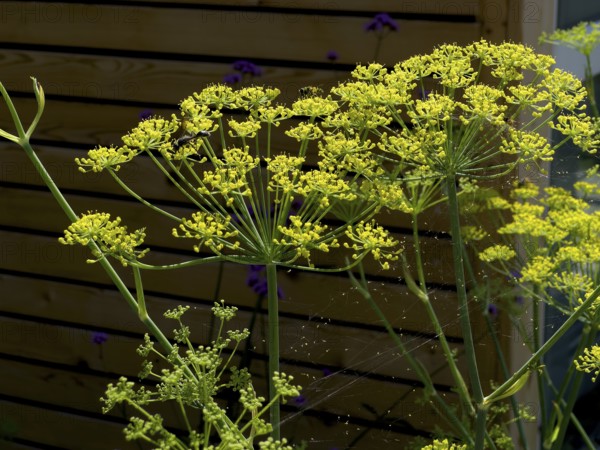 Dill, devil's dill, cucumber herb, dill fennel, dill weed (Anethum graveolens)