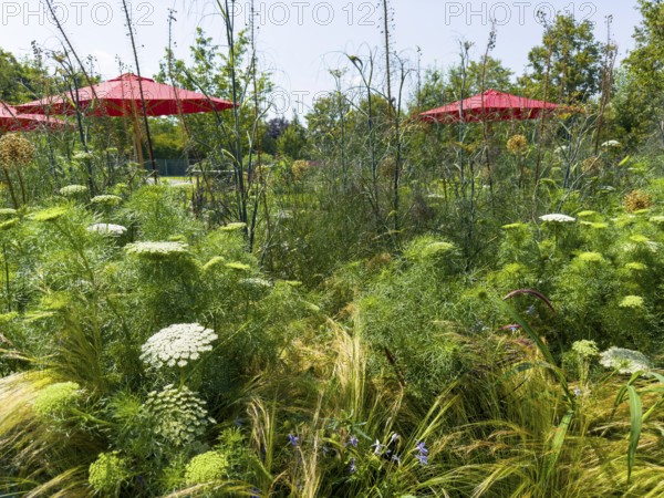 Natural garden, red parasols at the back