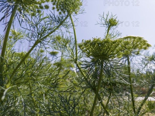 Bishop's weed, lesser carrot, toothpick carrot, toothpick herb, toothpick ammei (Visnaga daucoides), photographed from the frog's perspective