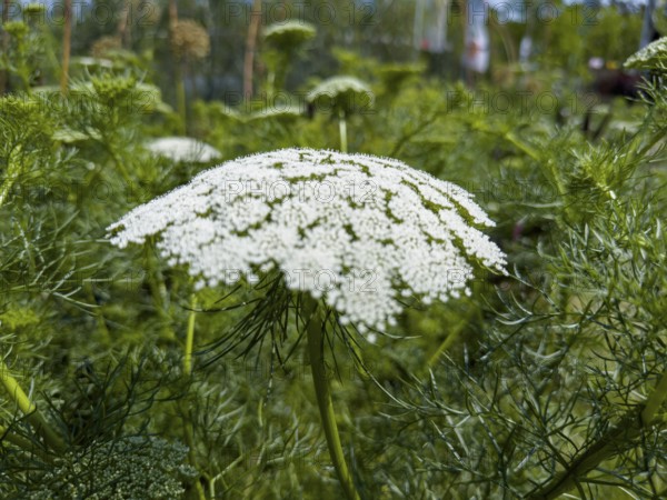 Bishop's weed, small cartilaginous carrot, toothpick cartilaginous carrot, toothpick herb, toothpick ammei (Visnaga daucoides)