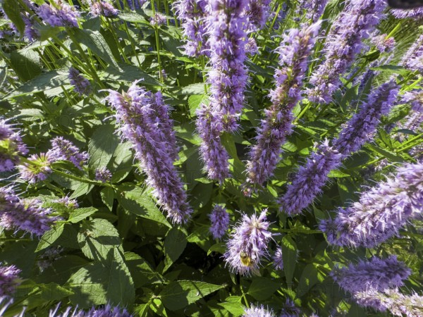 Scented nettle, aniseed-scented nettle, aniseed hyssop, aniseed giant hyssop (Agastache foeniculum)