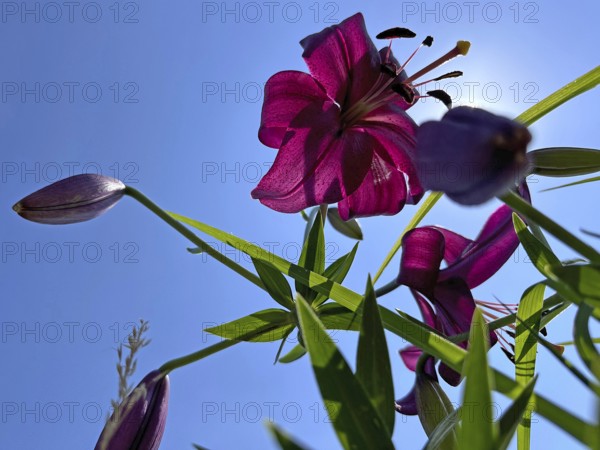Purple lily (Lilium brownii var. viridulum), photographed from the frog's perspective