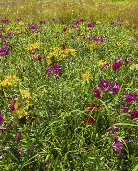 Yellow lily (Lilium cultorum) and purple lily (Lilium brownii var. viridulum)