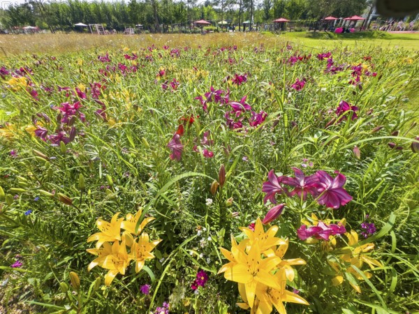 Yellow lily (Lilium cultorum) and purple lily (Lilium brownii var. viridulum)