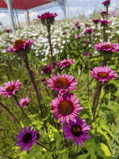 Purple coneflower, red coneflower, purple conehead, purple coneflower (Echinacea purpurea)