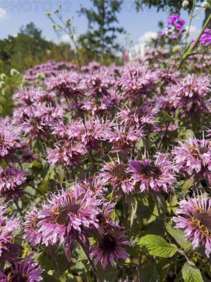 Golden balm, Indian nettle, scarlet monard (Monarda didyma)
