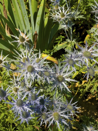 Pyrenean thistle, Mediterranean sea holly, thistle (Eryngium bourgatii)