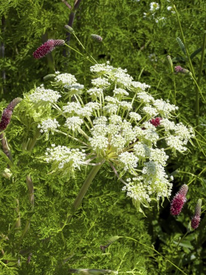 Haller's laserwort, Haller's laserwort, Haller's laserwort (Laserpitium halleri)
