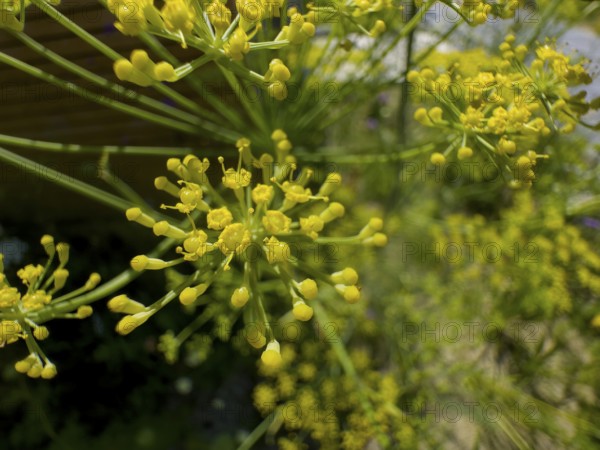 Dill, devil's dill, cucumber herb, dill fennel, dill weed (Anethum graveolens)