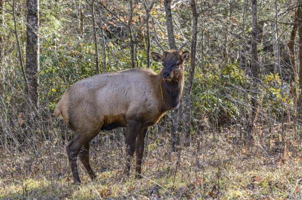 Wild North American Elk roaming free near the Oconaluftee Visitor Center at Great Smoky Mountains National Park near Cherokee, North Carolina