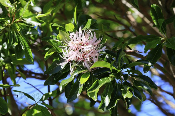 Calodendrum capense, Cape chestnut, Calodendrum tree, flower, flowering, Kirstenbosch Botanical Gardens, Cape Town, South Africa