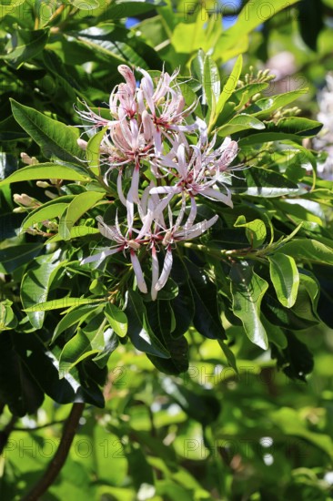 Calodendrum capense, Cape chestnut, Calodendrum tree, flower, flowering, Kirstenbosch Botanical Gardens, Cape Town, South Africa