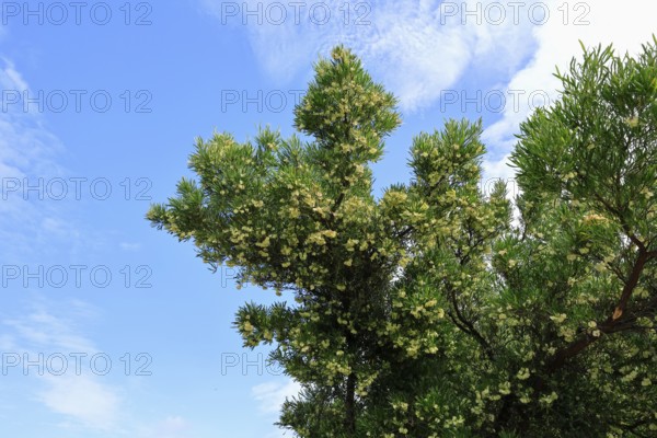 Dodonaea thunbergiana, tree, flowering, plant, Karoo Desert Botanic Garden, Worcester, Western Cape, South Africa