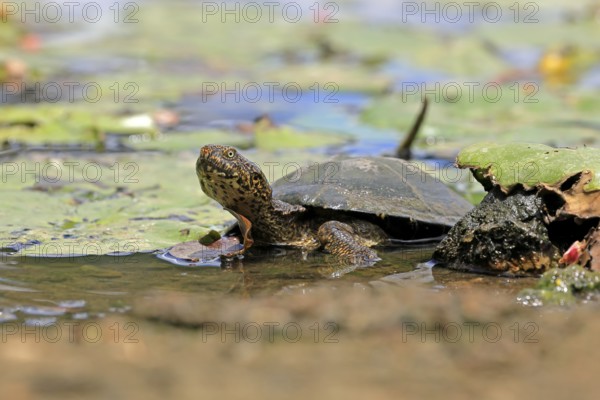 Pan Hinged Terrapin (Pelusios subniger), adult, in water, Kruger, Kruger National Park, South Africa